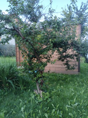 Коллективный сад номер 7, участок 58 в Невьянске - nevyansk.yutvil.ru - фото 28
