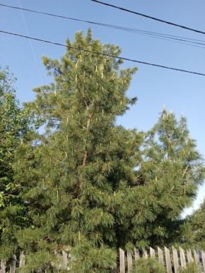 ул. Полынная,29 в Невьянске - nevyansk.yutvil.ru - фото 18 ул. Полынная,29 в Невьянске - nevyansk.yutvil.ru - фото 18